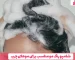 شامپو رنگ مو مناسب برای موهای چرب